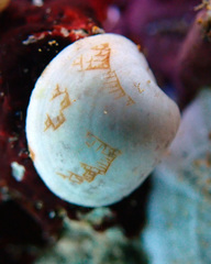 Lioconcha hieroglyphica