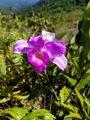 Sobralia warszewiczii