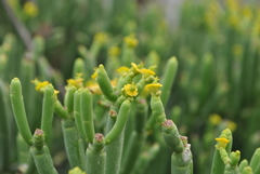 Euphorbia aphylla