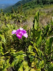 Sobralia warszewiczii