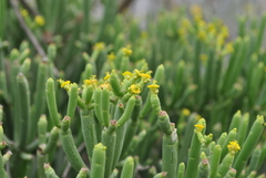 Euphorbia aphylla