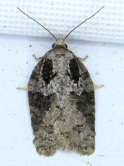 Acleris fuscana