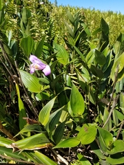Sobralia warszewiczii