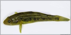 Gobiomorphus gobioides