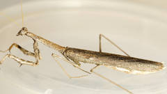 Coenomantis kraussiana