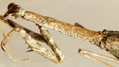 Coenomantis kraussiana