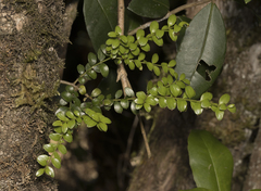 Lepidoceras chilense