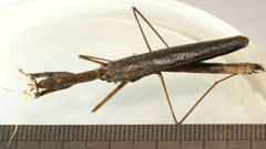 Coenomantis kraussiana