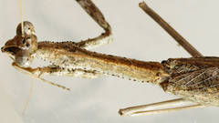 Coenomantis kraussiana