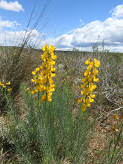 Lebeckia sepiaria