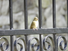 Tiaris olivaceus intermedius