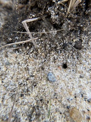 Nylanderia phantasma