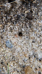 Nylanderia phantasma