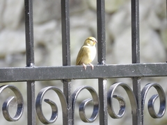 Tiaris olivaceus intermedius