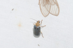 Exora obsoleta