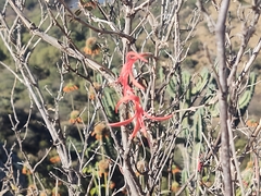 Anisacanthus pumilus