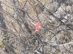 Anisacanthus pumilus