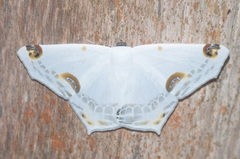 Sericoptera mahometaria