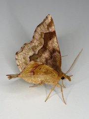 Metarranthis refractaria