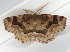 Metarranthis refractaria