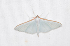 Diaphania glauculalis