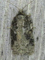 Acleris fuscana