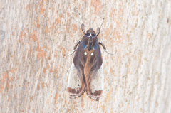 Bertholdia albipuncta