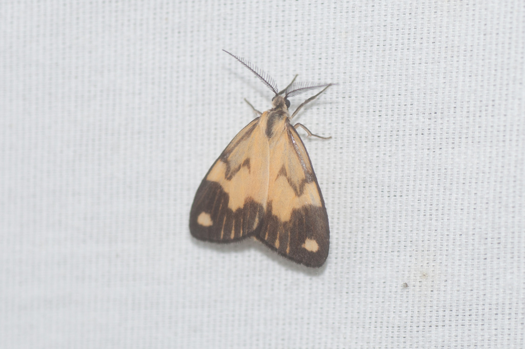 Nebulosa rabae