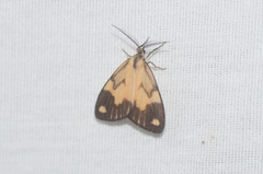Dioptinae