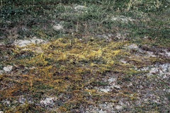 Cuscuta cuspidata