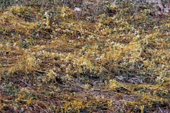 Cuscuta cuspidata