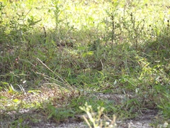 Tiaris olivaceus intermedius