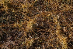 Cuscuta cuspidata