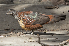 Galloperdix lunulata