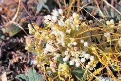 Cuscuta cuspidata