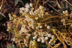 Cuscuta cuspidata
