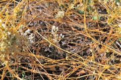 Cuscuta cuspidata