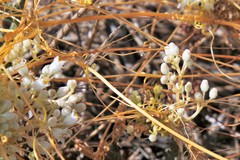 Cuscuta cuspidata