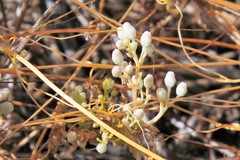 Cuscuta cuspidata
