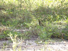 Tiaris olivaceus intermedius