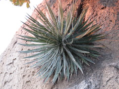 Agave schidigera