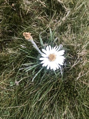 Celmisia pugioniformis