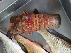 Scyllarides deceptor