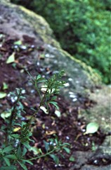 Lepidium oleraceum