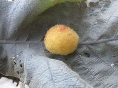 Striatoandricus nievesaldreyi