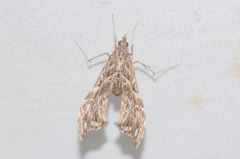 Rhectosemia vau-signalis