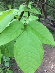 Fridericia schumanniana