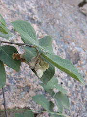 Styrax jaliscanus