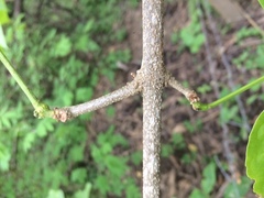 Fridericia schumanniana