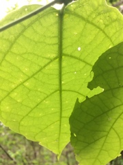 Fridericia schumanniana
